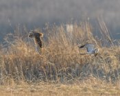 AW5_8895-Edit.JPG