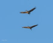 AW5_9026-Edit.JPG
