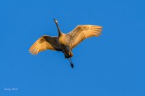 AW5_9352-Edit.JPG
