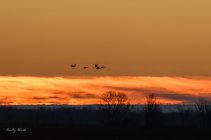 AW5_9301-Edit.JPG