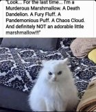 D175E596-AE29-4083-9C2E-6AF87A5FC59C.jpeg