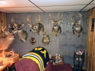 Deer mounts 2.jpg