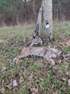 Bobcat 12823.jpg