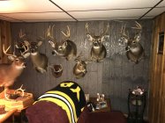 Deer mounts.jpg
