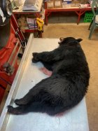 bear.jpg