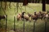 sheep ram2.jpg