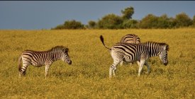 IMG_0849.jpeg
