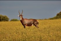 IMG_0852.jpeg