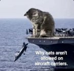 AC3AF121-3554-4C9D-A458-3DCE4A9100B4.jpeg