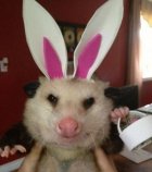 Easter - Possum.jpg