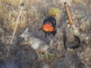 coyote kill 25.JPG