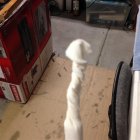 Tuner cleaner with paper towel.JPG