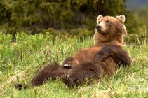 grizzly_back_rest.jpg