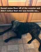 Dogs - Floured Lab.jpg