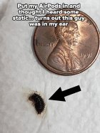 Ear Bug.jpg