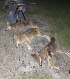 IMG_1955.jpeg