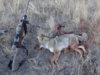 coyote kill 27.JPG