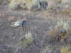 coyote kill 29 with FoxPro.JPG