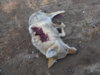 coyote kill 29 exit wound.JPG