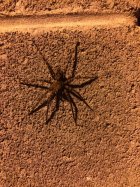 IMG_1861.jpeg
