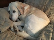 Bodhi Chair 6-21-18.JPG