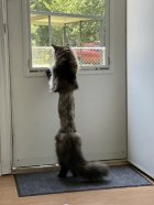 Cats - Bad Haircut.jpg