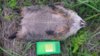 Large woodchuck.jpg