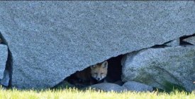 Hiding under a rock?.jpg
