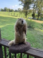IMG_7773.jpeg