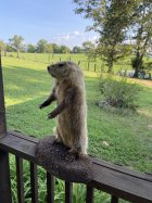 IMG_7772.jpeg