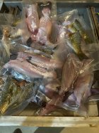IMG_0253.jpeg
