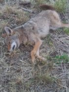 Coyote 485yds.jpg