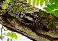 _DSC1831 cropped LR.png