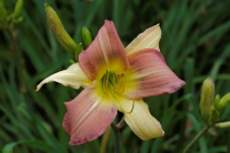 _DSC2032 cropped LR.png