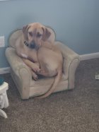 maj chair.jpg