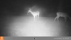 deerrind2023.jpg