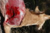 exit wound BIB 95 FB skinned.JPG