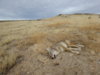 coyote kill 34.JPG