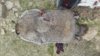 14.5 pounder.jpg