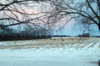 20 deer Feb 2.jpg