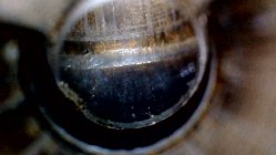 brass donut.jpg