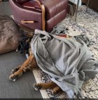 IMG_2016.jpeg
