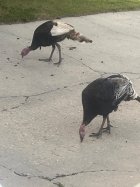 Turkeys.jpg