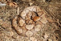 IMG_4815.jpeg
