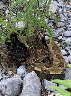 IMG_2168.jpeg