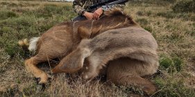 kudu_cow.jpg