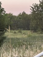 IMG_4118.jpg