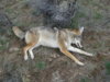 coyote kill 36.JPG coyote kill 36.JPG