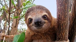 how-to-draw-a-sloth-1.jpg