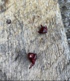 IMG_0874.jpeg